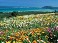 West Coast & Wild Flowers